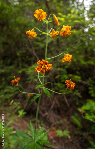 Fotografie Bright Orange And Green Stalk Covered In Orange Blooms Of Tiger Lillies