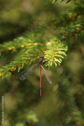 macro photo of a red dragonfly on a branch