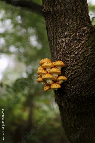 Detail of mushrooms growing from a tree trunk in a forest