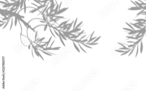 Obraz na plátně Dynamic shadow composition two distinct olive tree branches elongated leaves bri