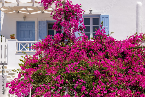 Blooming red bougainvillea flowers in Santorini island.