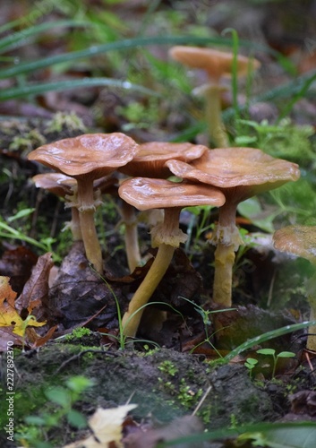 Honey fungus in the Rain