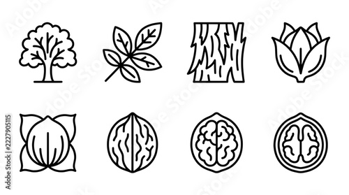 Obraz na plátně Walnut tree and nut icons set, vector illustration of plant growth and harvest s