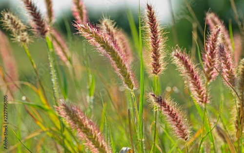 Backlit grass (Setaria pumila) verge on Kanon Island.
