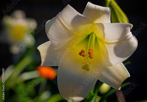 White St Joseph lily.