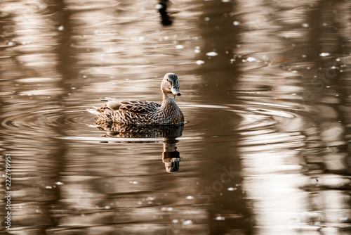 Female mallard duck floating on calm reflective pond with golden evening light and soft ripples