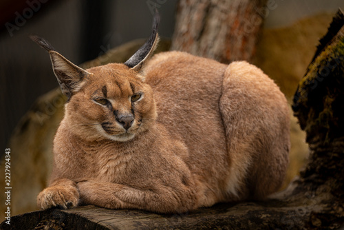 Stunning caracal showing its signature long, black ear tufts and intense gaze. Beautiful wild cat portrait.