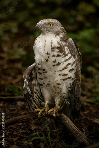 majestic Saker falcon perched against a natural background. Showcases the powerful beak and feathers of this rare bird of prey.