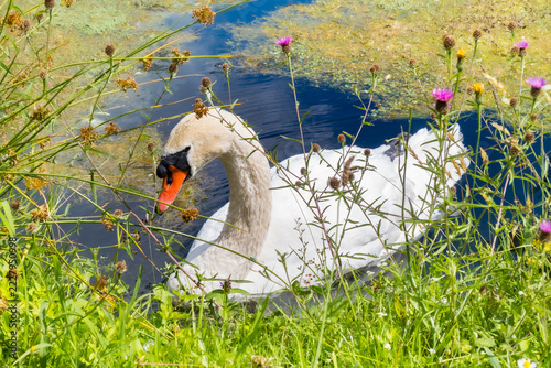 Fotografie A swan glides across a lake, surrounded by greenery