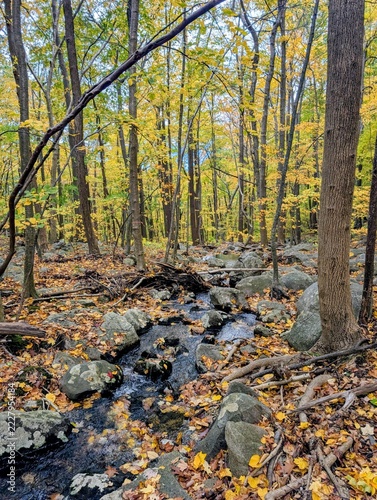 Fall foliage in Hudson Highlands State Park Preserve, Cold Spring, New York - October 2026