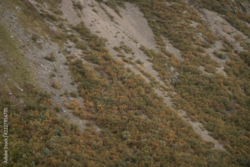 mountail with the trees pattern background