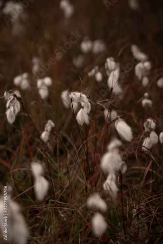 cottongrass detail