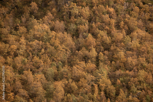 autumn trees in the mountains