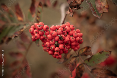 rowanberries in the autumn detail