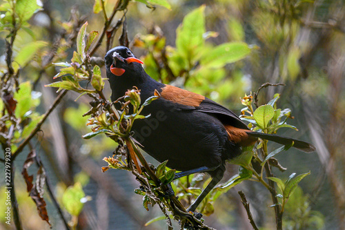 A New Zealand native bird, the Saddleback, Philesturnus Carunculatus or Maori name 