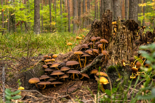 plenty of honey fungus mushrooms growing on a dead tree trunk