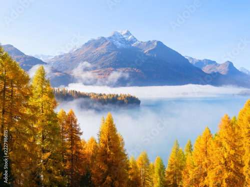 Morning fog over autumn trees in the Engadin valley in Switzerland. Alpine mountain landscape and environment at sunrise.