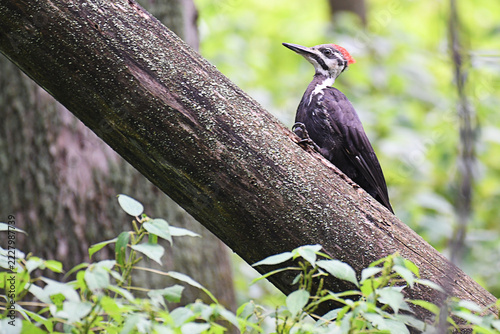 Pileated Woodpecker standing up on a trunk