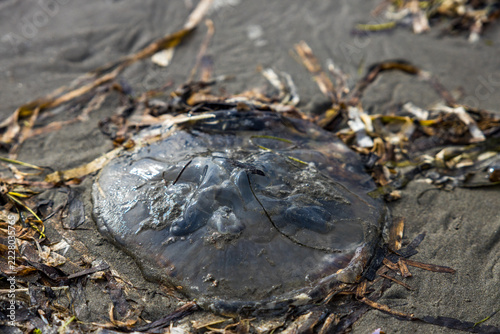Fotografie Large glossy jellyfish stranded in a wrack line of dried eelgrass and seaweed on