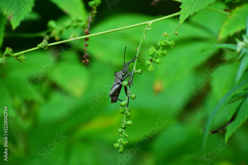 草に止まるオオヘリカメムシ