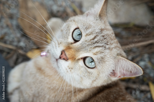 A close-up of a fluffy cream-and-gray tabby cat with pale green eyes looking upward, wearing a small pink collar.