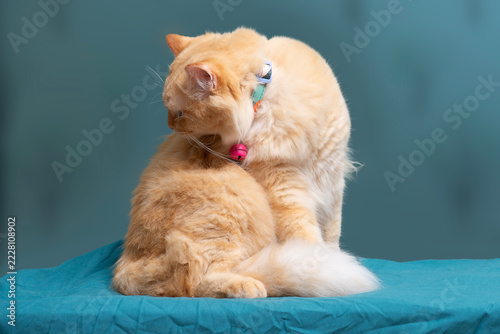 A little orange cat sits grooming itself against a green backdrop.