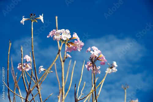 Blooming flowers set against a vivid blue sky—a true display of nature’s beauty.