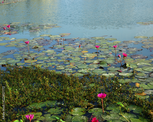 Pink water lilies blooming in a tranquil pond with natural water reflections