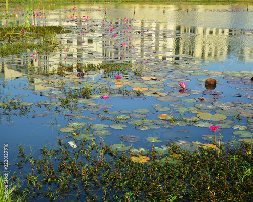Pink water lilies blooming in a tranquil pond with natural water reflections