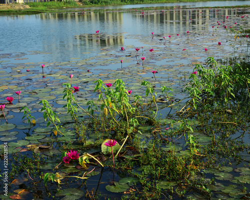 Pink water lilies blooming in a tranquil pond with natural water reflections