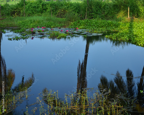 Pink water lilies blooming in a tranquil pond with natural water reflections