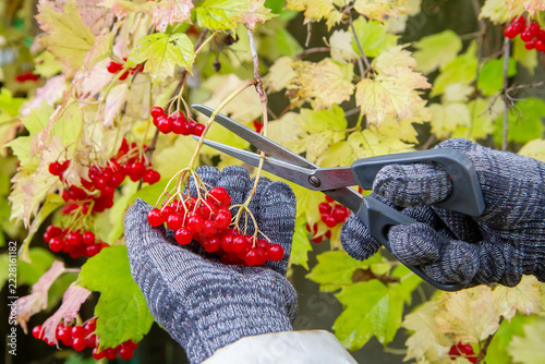 Gardener in gloves harvesting red viburnum berries with scissors in autumn.