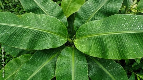Close-up of vibrant green banana leaves covered in fresh raindrops, showcasing detailed texture and parallel veins, representing tropical nature, lush foliage, summer garden