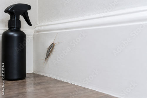 Silverfish on white baseboard with black spray bottle nearby, pest control and home maintenance concept.