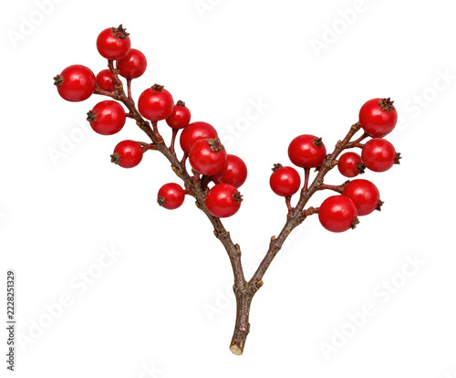 Bare winter twig with glossy red berries isolated