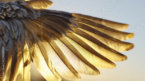 Overlapping bird wingtips in V-formation against warm sunset sky, teamwork and unity in nature concept