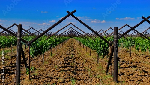 Vineyard on Kanon Island, near Upington.