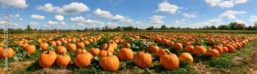 Pumpkin patch field displaying abundant autumn harvest