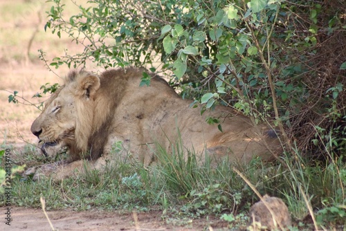 Obraz na plátně Lion qui mange un os