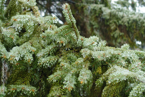 Branches of European spruce covered with clear glaze ice in December