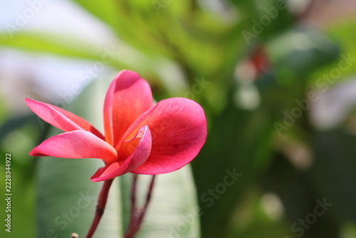 Plumeria flower on the tree in the garden, Thailand.