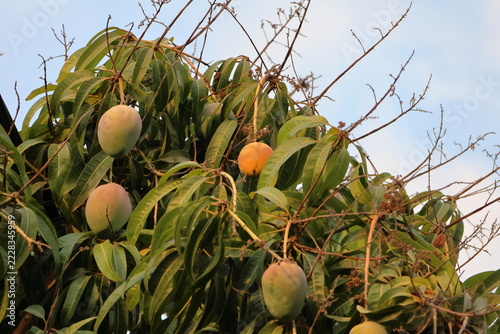 Mango fruit on the tree in the garden,Thailand.