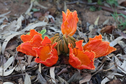 flowers of the tulip tree (Liriodendron tulipifera)