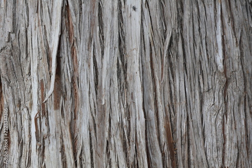 Old tree bark texture background. Close up of tree bark texture.