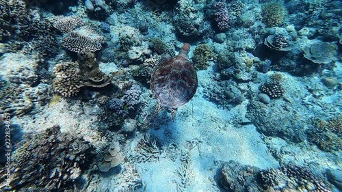 Green Sea Turtle swimming through the blue tropical waters of Lombok, Indonesia, above the coral reef