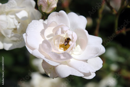 Honey bee collecting pollen inside white rose flower