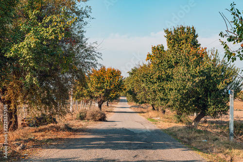 A picturesque country road is flanked by lush trees, creating a serene and inviting pathway. The vibrant foliage adds a touch of natural beauty to the tranquil scene.
