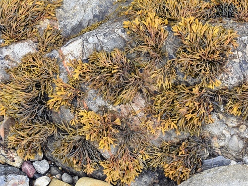 Obraz na plátně Close up texture of channelled wrack seaweed growing on coastal rocks