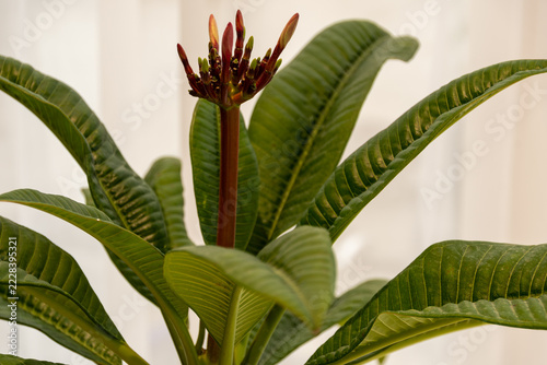 Weiße Plumeria Blüte mit gelber Mitte