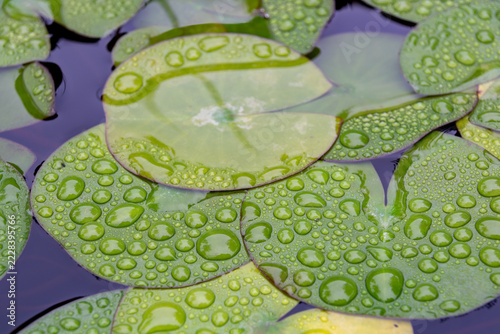 Wassertropfen auf grüner Oberfläche im Nahbereich